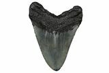 Fossil Megalodon Tooth - South Carolina #340302-1